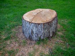 Best Leaf Removal  in Mount Holly Springs, PA