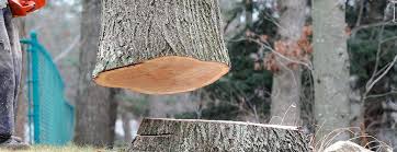How Our Tree Care Process Works  in  Mount Holly Springs, PA