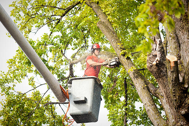 Mount Holly Springs, PA Tree Care Company